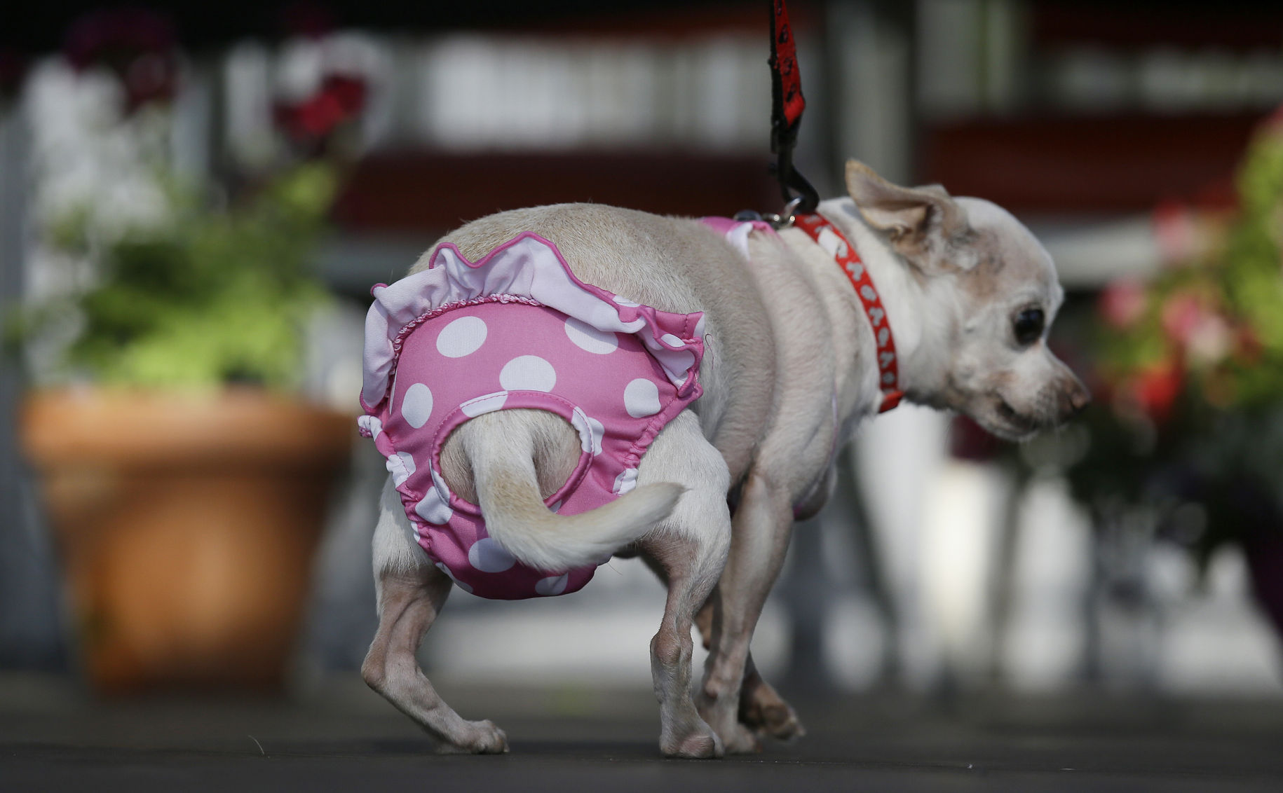 World's Ugliest Dog